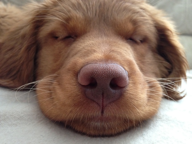 Features of a Brown Nose Puppy