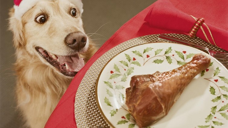 drawbacks of chicken and rice for dogs