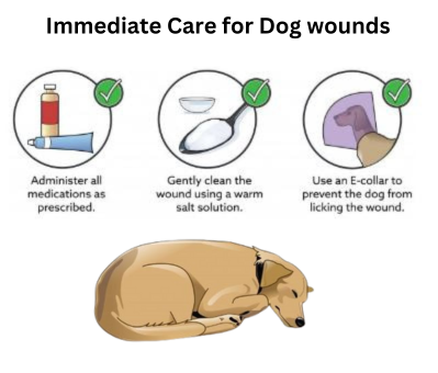 Immediate Care for Your Dog’s Wound