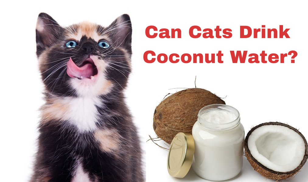 Can Cats Drink Coconut Water?