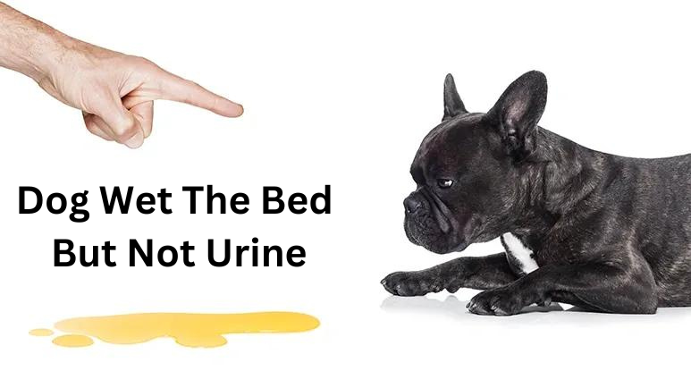 dog wet the bed but not urine