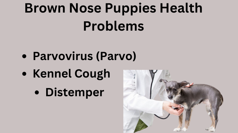 Brown Nose Puppies Health Problems