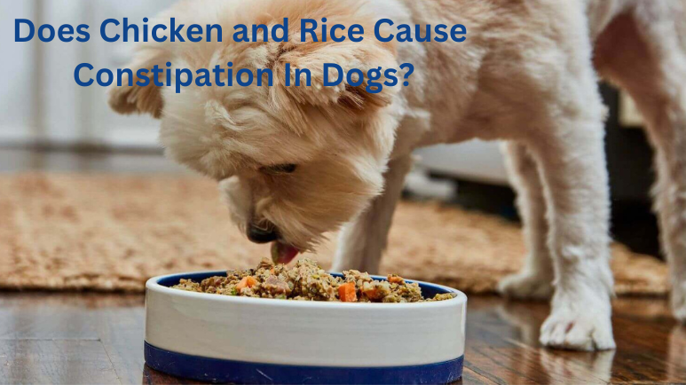 Does Chicken and Rice Cause Constipation In Dogs?