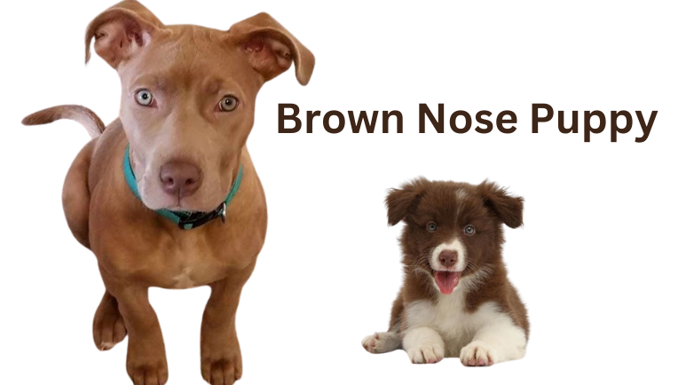 brown nose puppy