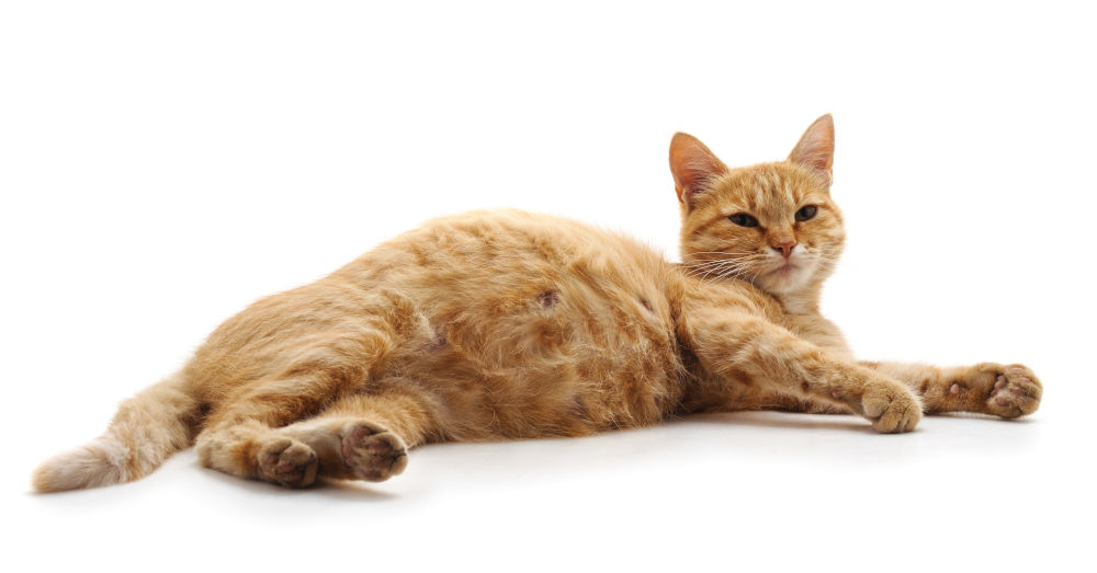 Cat Leaving Blood Spots Will Be Pregnancy Complications