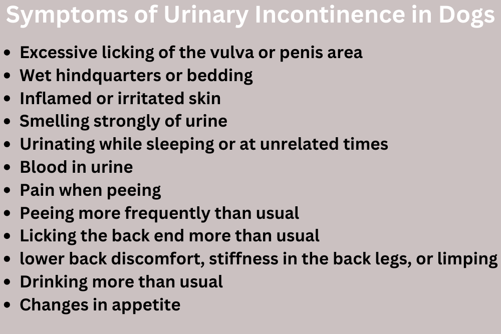 Symptoms of Urinary Incontinence in Dogs