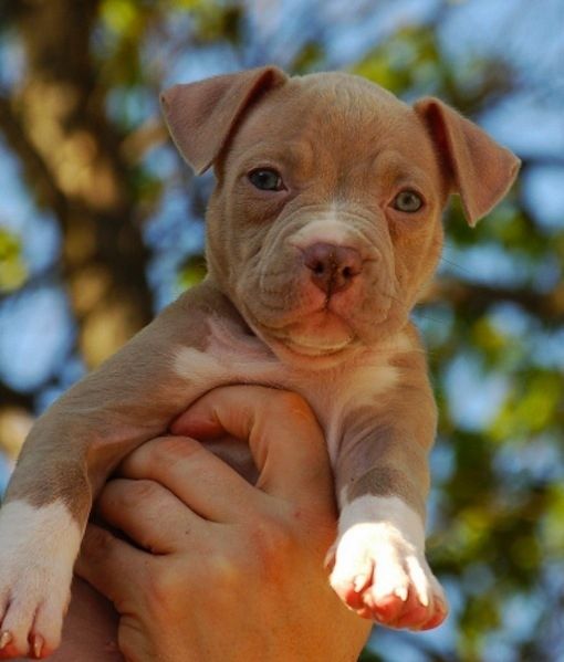 Pitbull Puppy 