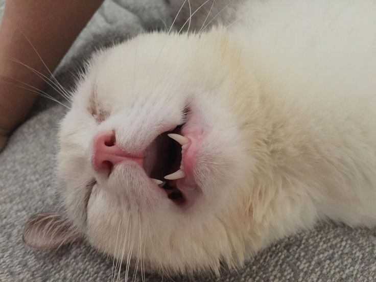 Cat Sleeping With Mouth Open