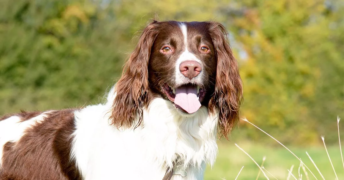 English Springer Spaniel Dogs