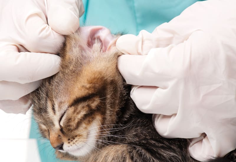 Hematoma of the Ear in Cats