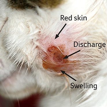 infection in a dog's wound?