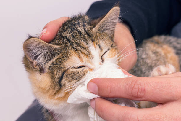 Cat With a Cold is Another Reason of cat sleeping with mouth 