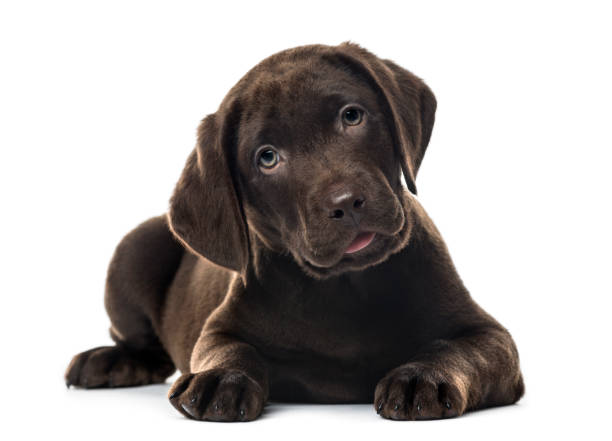 Labrador Retrievers dog