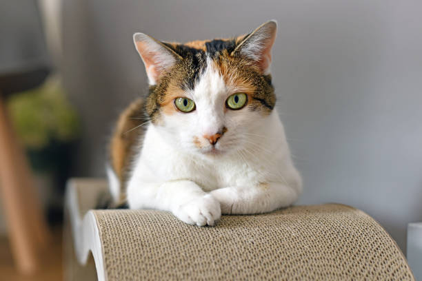 Calico Cat with Green Eyes