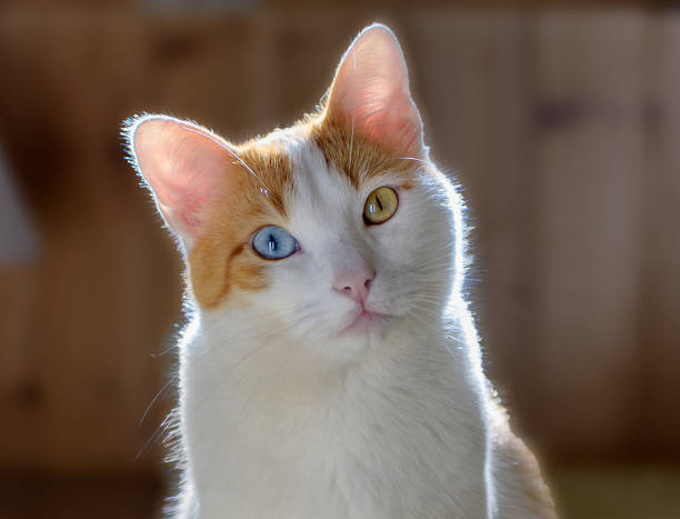 Calico Cat with Odd-Eyes