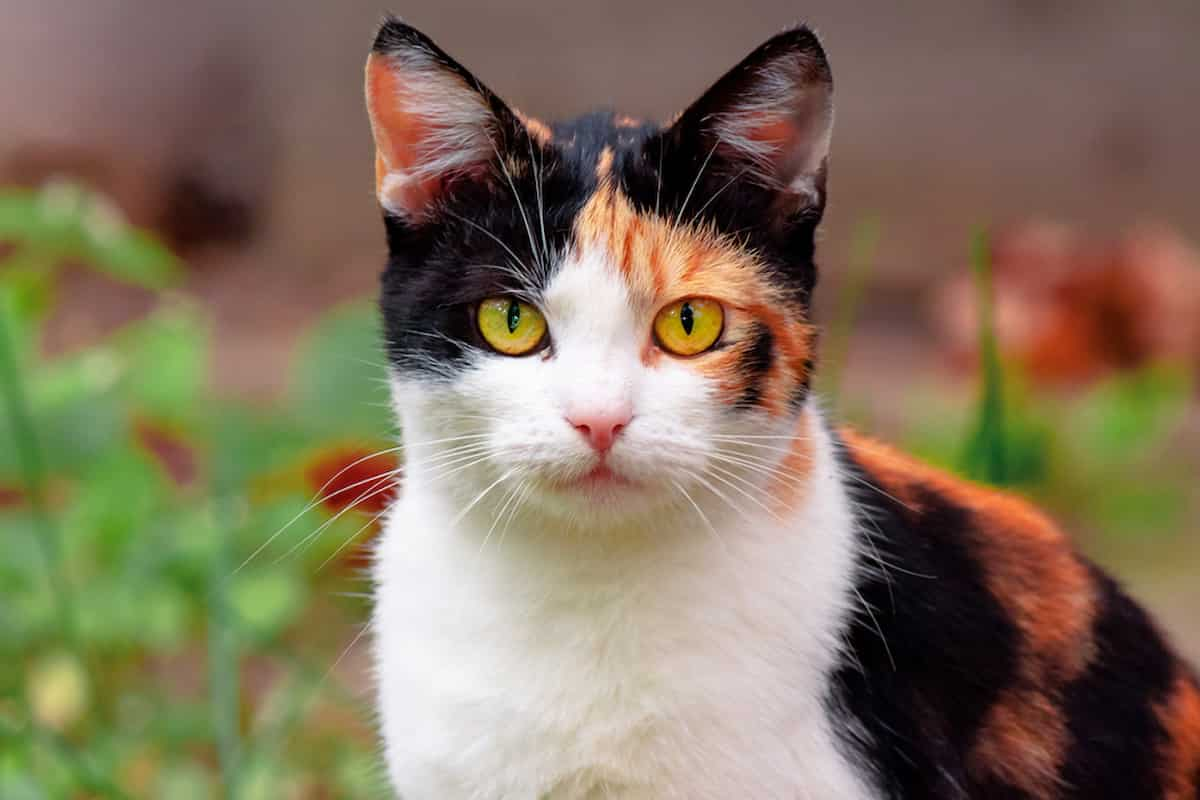 Calico Cat with Orange Eyes 