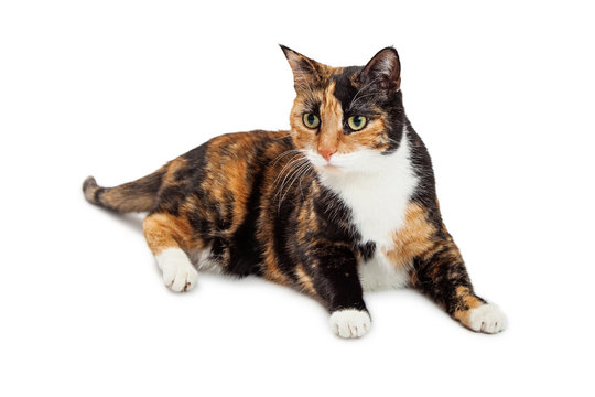 The Genetics of Calico Color Pattern and Calico Cat with Blue Eyes