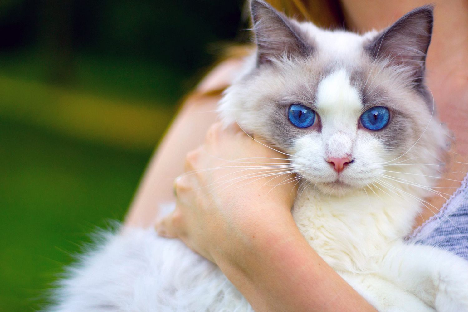 How to Train a Calico Cat with Blue Eyes 