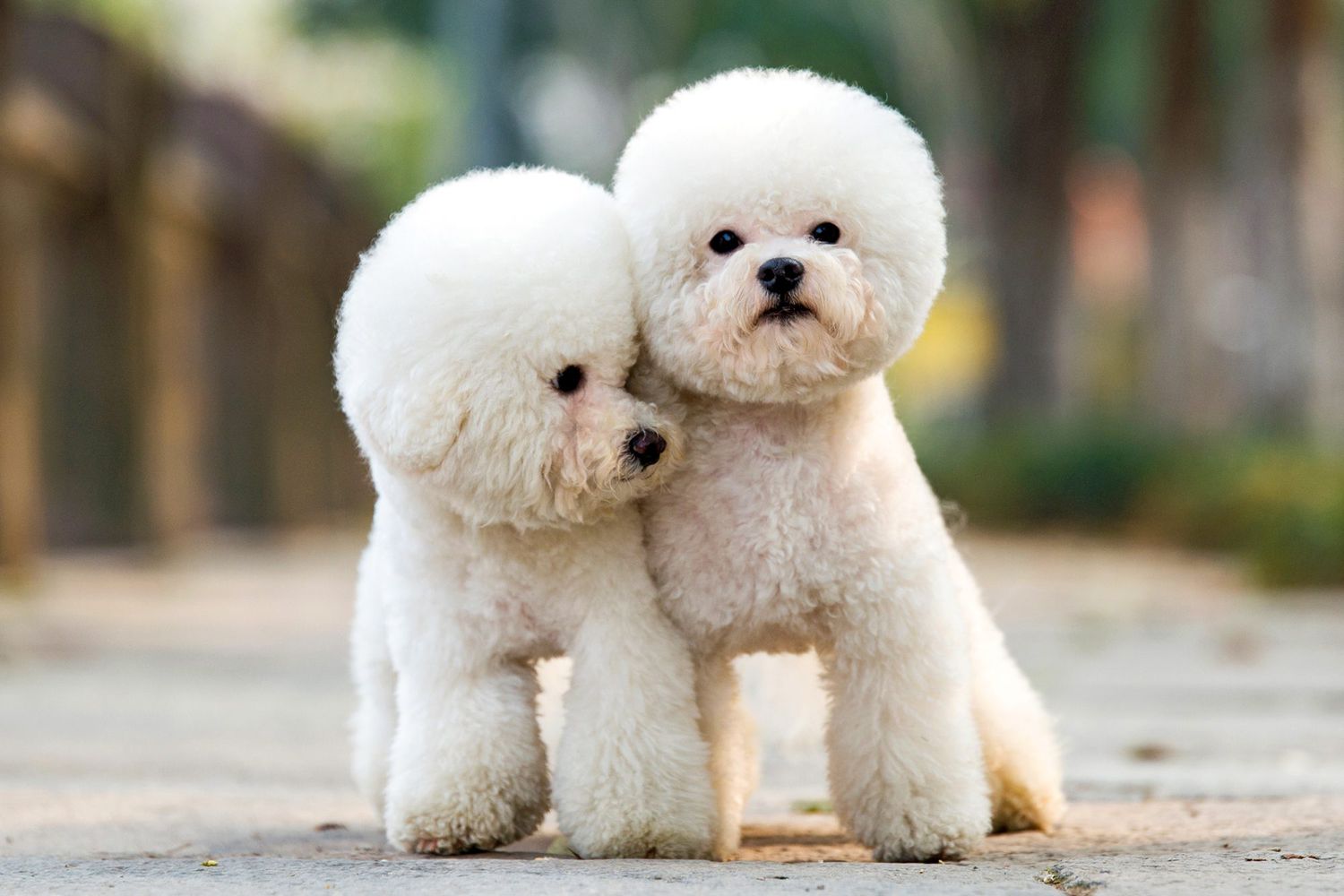 Poodle dog