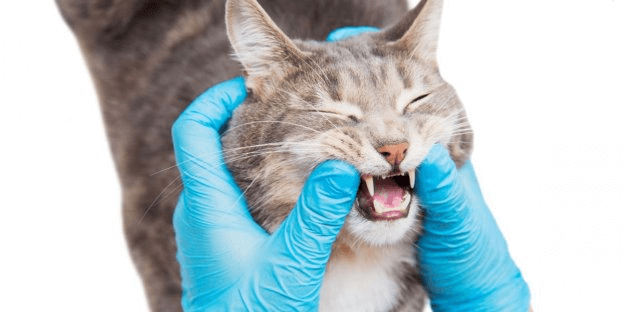 Bleeding from the Mouth in Cats