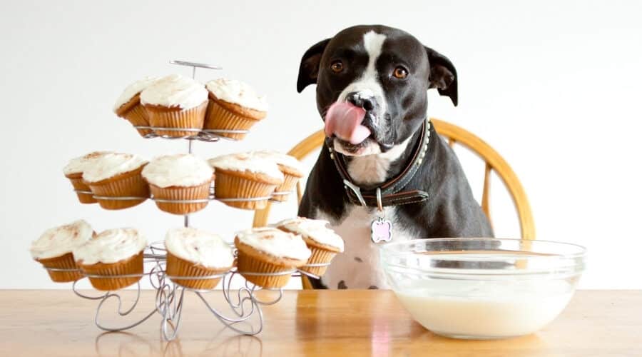 safer alternatives of frosting for dogs