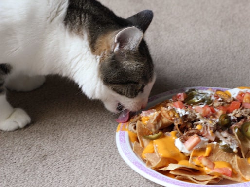 Can Cats Eat Nachos?