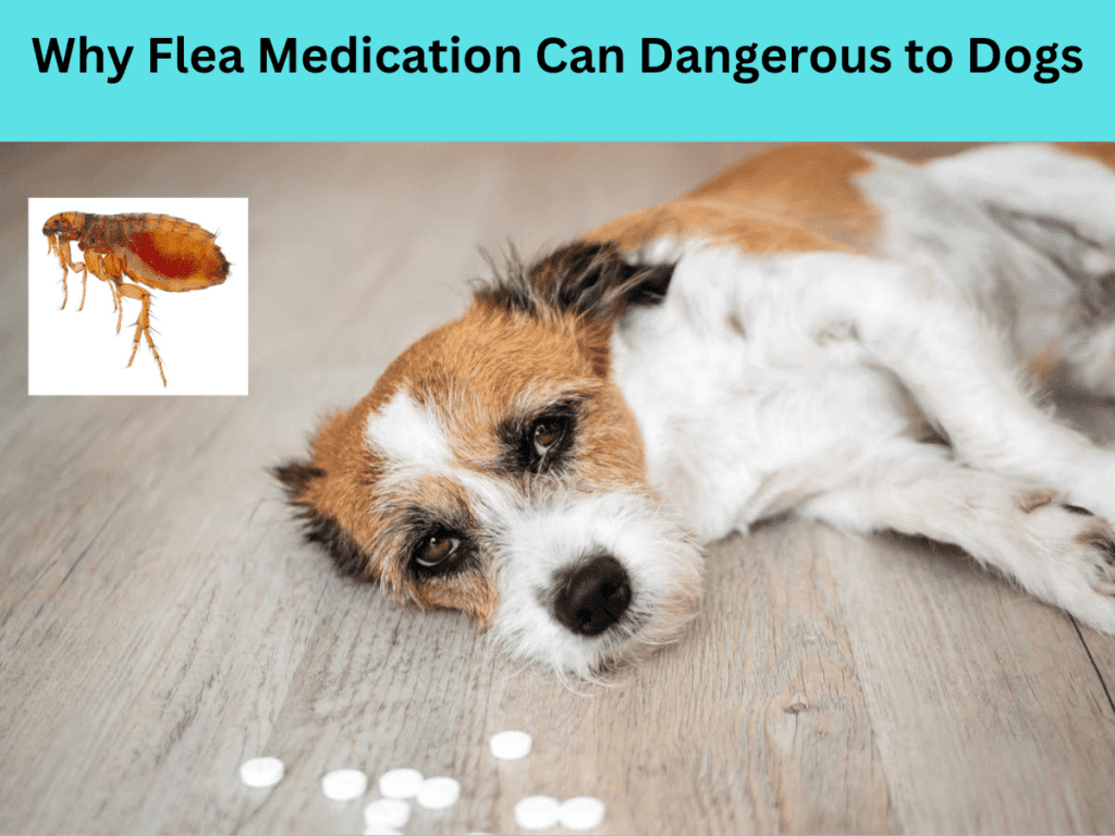 Accidentally Gave Dog Double Dose Of Flea Medication