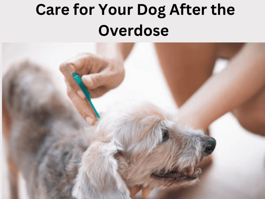 How to Prevent Your Dog from Getting Fleas