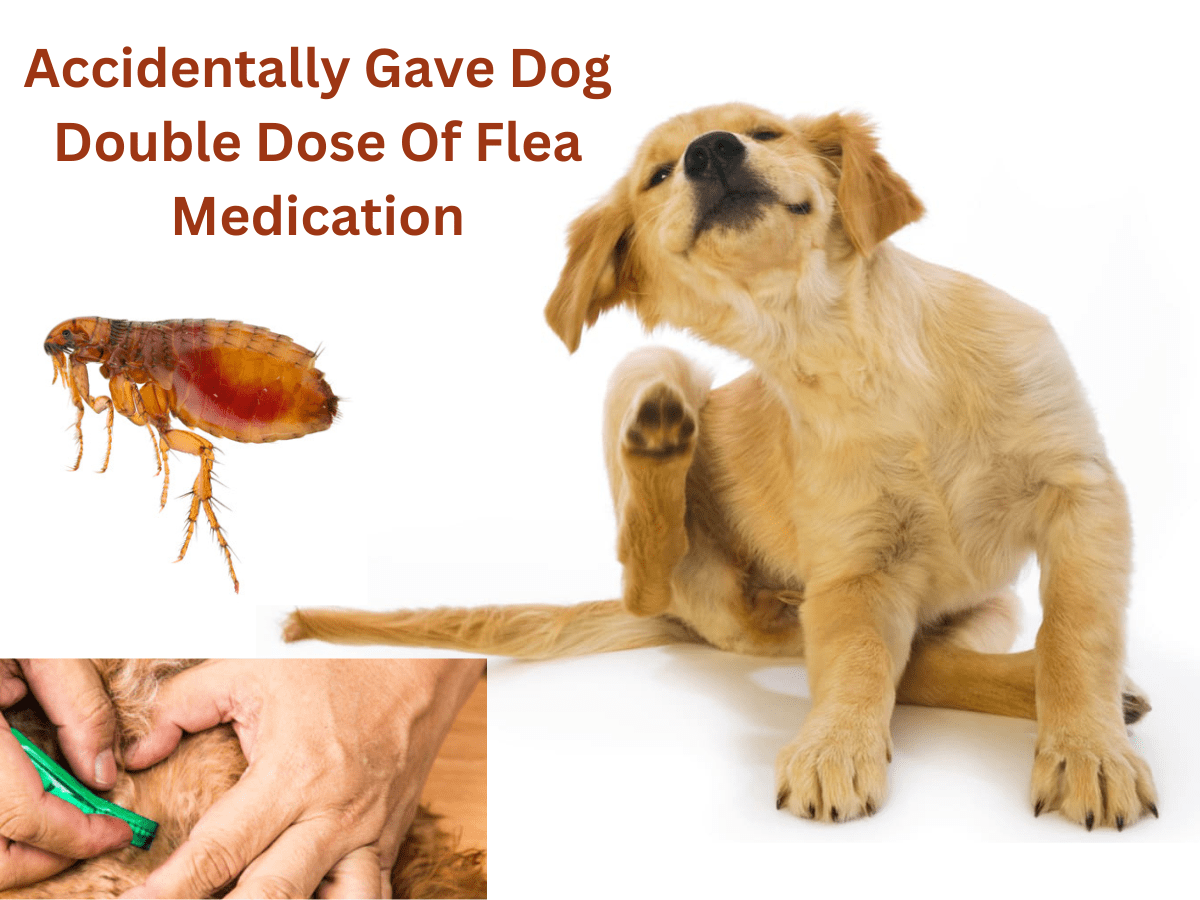 Accidentally Gave Dog Double Dose Of Flea Medication