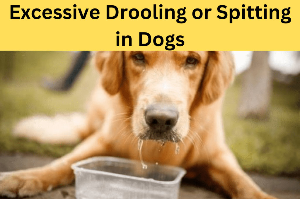 How to prevent or treat excessive drooling or spitting in dogs' mouths?