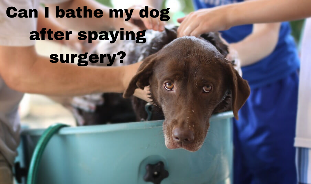 Can I bathe my dog after spaying surgery?