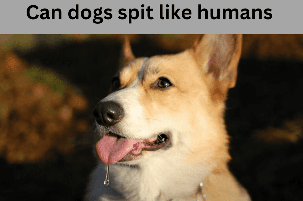 Can dogs spit like humans and why do they drool?