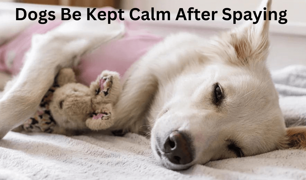 How Long Should Dogs Be Kept Calm After Spaying 