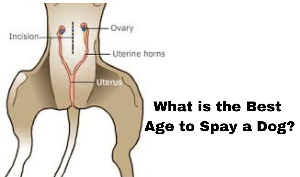 What is the Best Age to Spay a Dog?