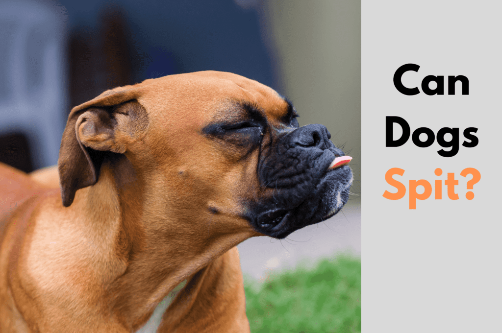 Can Dogs Spit?