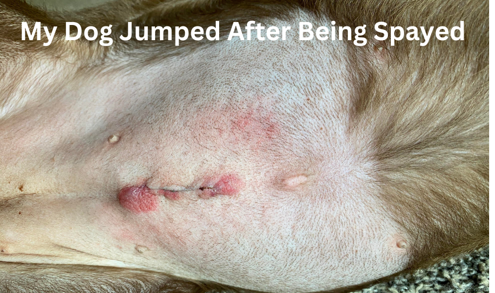 My Dog Jumped After Being Spayed