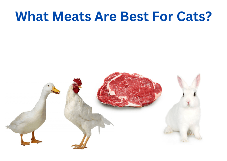 What meats are best for cats? 