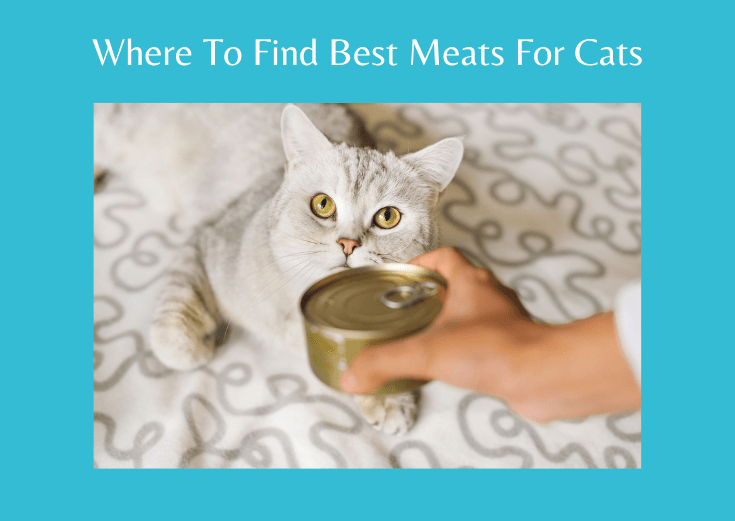 Where to find and how to prepare best meats for cats