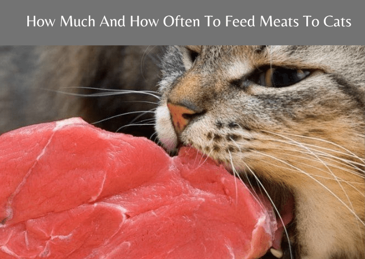 
How much and how often to feed meats to cats
