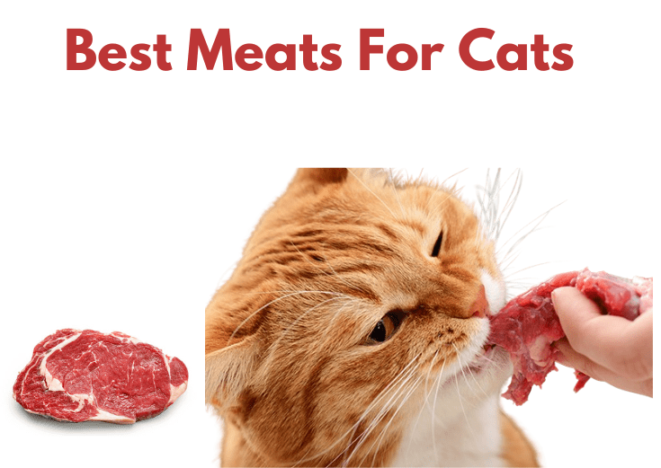 What Meats Are Best For Cats?