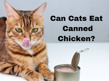 can cats eat canned chicken?