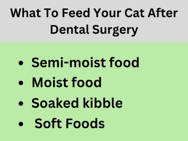 What to feed your cat after dental surgery