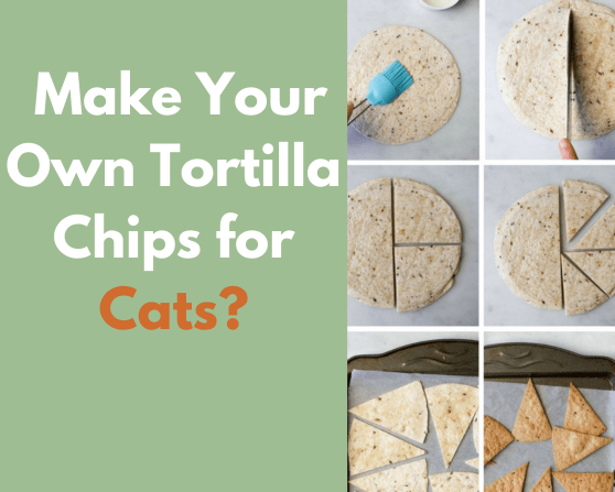 How to Make Your Own Best Tortilla Chips for Cats?