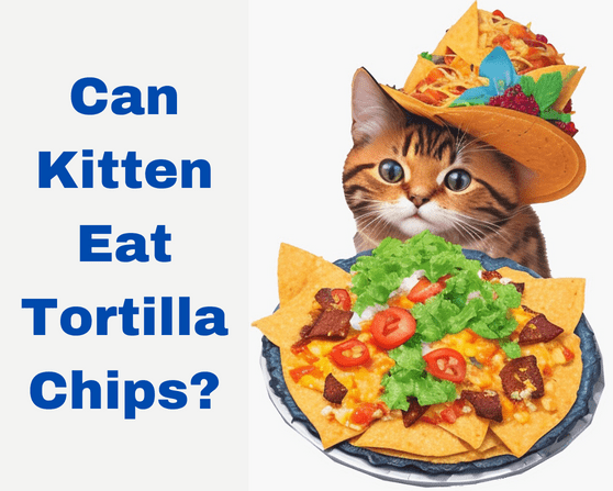 
Can Kitten Eat Tortilla Chips?
