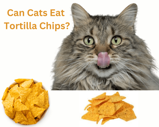 Can Cats Eat Tortilla Chips?