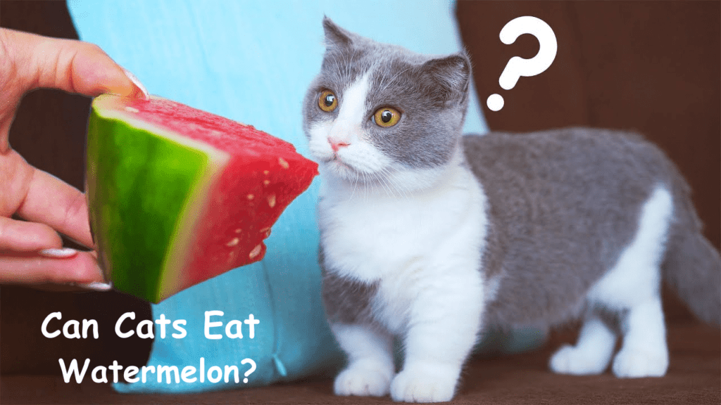 Can Cats Eat Watermelon?