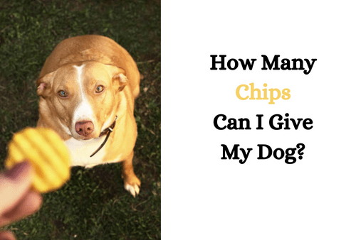 How Many Chips Can I Give My Dog?