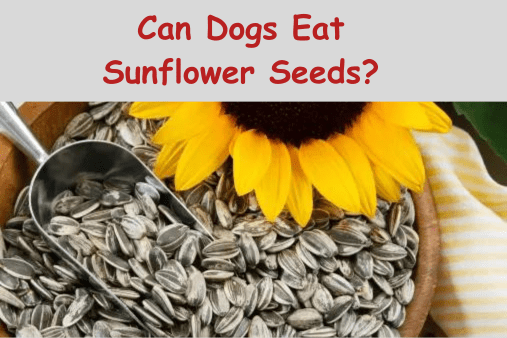 Can Dogs Eat Sunflower Seeds?