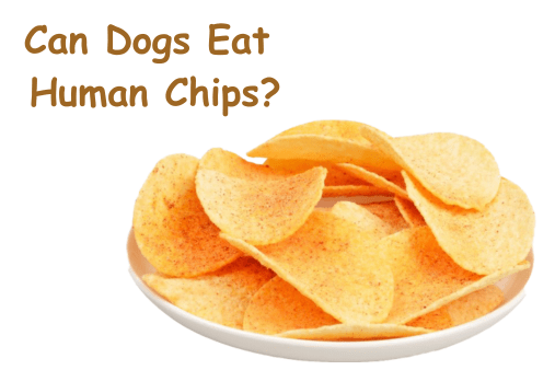 Can Dogs Eat Human Chips?