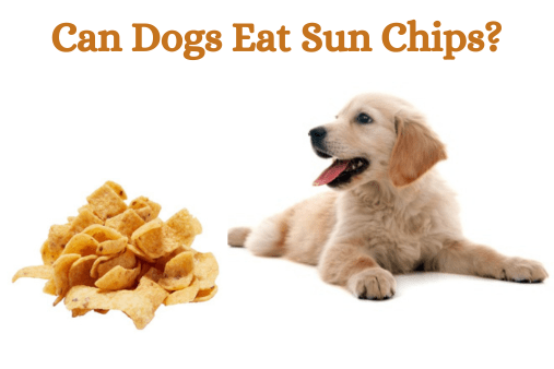 Can Dogs Eat Sun Chips?